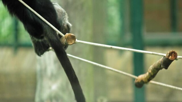 East Javan Langur Climbing On Rope Ladder In The Zoo. close up, static