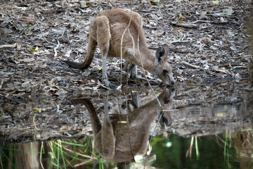 A kangaroo takes a drink at the waterhole
