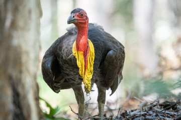 Australian Brush Turkey