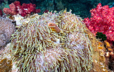 Naklejka na ściany i meble Anemone fish on the coral reef of the Phi Phi islands in Southern Thailand