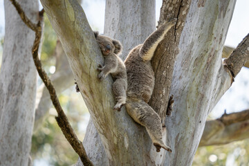 A koala joey asleep next to Mum
