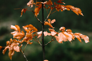 Orange branches in early autumn.