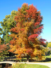 Colours of autumn fall - beautiful black Tupelo tree in front of blue sky