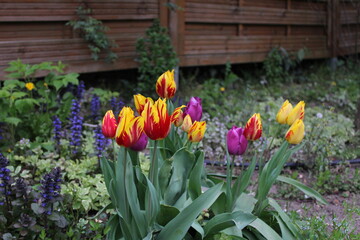 tulipe rouge jaune et violette 