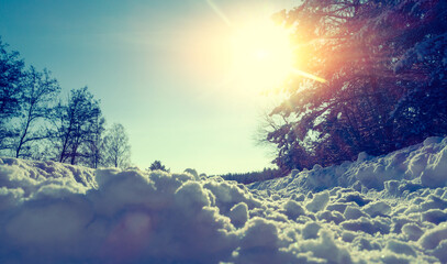 Trampled path in winter forest on a sunny day. Bottom view