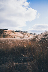秋の山と空とすすき