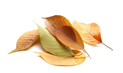 Colorful leaves pile isolated on white  