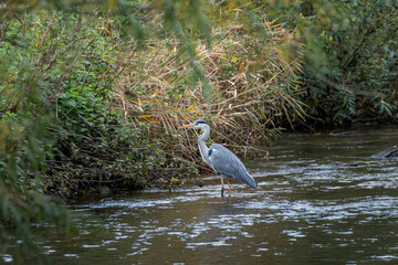 Grey Heron, Ardea cinerea feeding on fish in the River Trent.