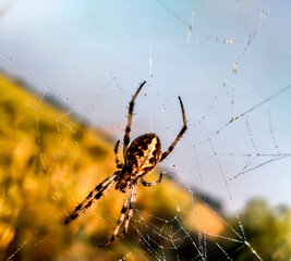 A spider on web on blurry field background looks beautiful.