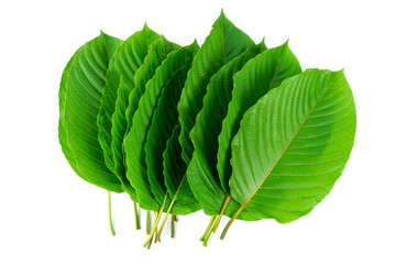 kratom leaf (Mitragyna speciosa) Mitragynine on white background isolate image. Drugs and...