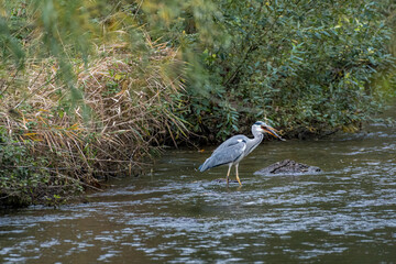 Grey Heron, Ardea cinerea feeding on fish in the River Trent.