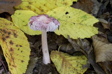 Poisonous mushroom Mycena rosea in deciduous forest. Known as rosy bonnet. Wild pink mushroom growing in the yellow leaves.