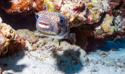 Pufferfish on the coral reef on the similan islands in Thailand