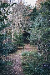 秋の山と木々の紅葉