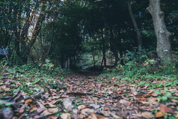 秋の山と木々の紅葉