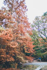 秋の山と木々の紅葉