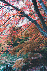 秋の山と木々の紅葉