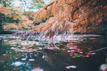 秋の山と木々の紅葉