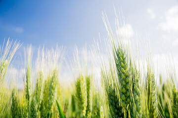wheat field and sunny day 