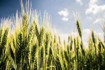 Obraz premium wheat field and sunny day 