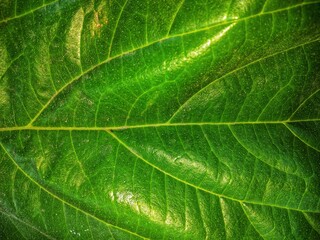 close up of green leaf texture