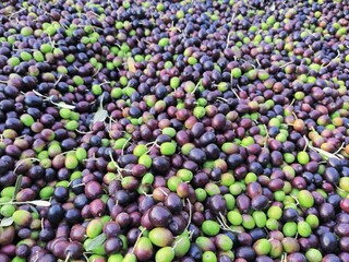 olives