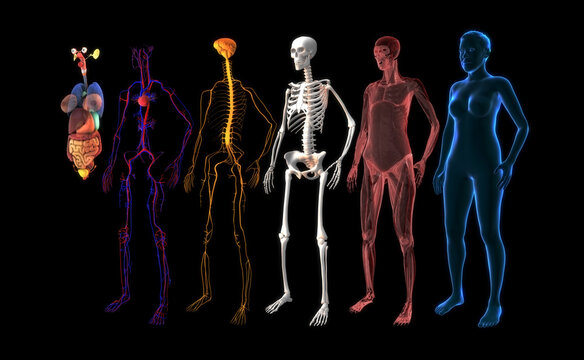 Human body systems: Muscular System, Skeletal System, Nervous System, Cardiovascular System,  and other internal female organs. Anatomy 3d illustration on black background