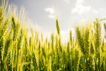wheat field and sunny day 