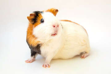 Cute guinea pig on white background