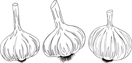 Garlic isolated on white background. Vector hand drawn illustration of garlic sliced. Vegetable Icon. Coloring pages