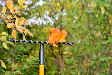 Maple leaf on a rake during autumn garden cleaning.