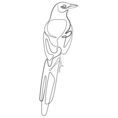 Bird parrot line drawing on white in vector illustration. Parrot concept logo in line art. Continuous one line drawing of parrot silhouette isolated.