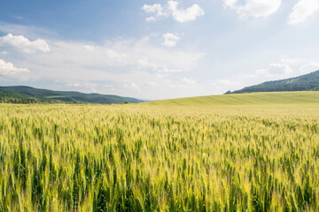 wheat field and sunny day 