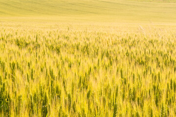 wheat field and sunny day 