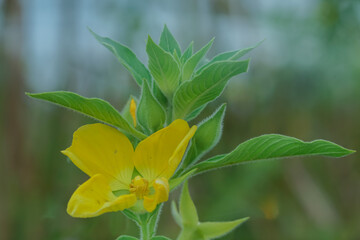 macrophotography of copulation of two red beetles in Poland on the green background.
Red cotton bugs are called cotton pest because their feeding activities leave an indelible yellow-brownish stain on