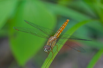 the dragonfly in the forest is taken at close range
