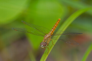 the dragonfly in the forest is taken at close range