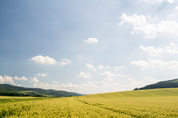 wheat field and sunny day 