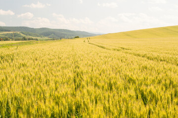 wheat field and sunny day 