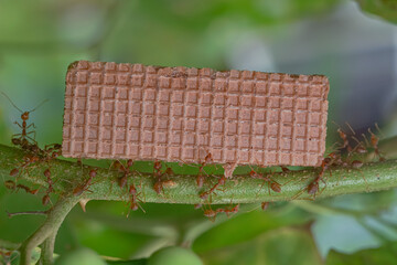 Red Ants carry chocolate wafers on tree branches
nest on a green background. Hardworking strong...