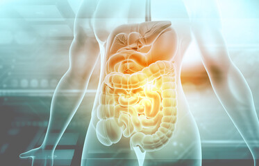 Human digestive system. 3d illustration. - obrazy, fototapety, plakaty