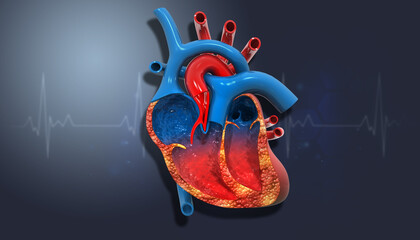Human Heart Anatomy Cross Section on medical background. 3d illustration - obrazy, fototapety, plakaty