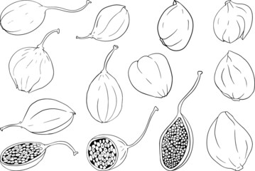 Capers color flat icon. Ripe green vegetable. Vegetarian delicious. Eco organic food. Coloring pages