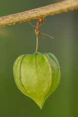 red ant action carrying cutleaf groundcherry, wild tomato, camapu, and winter cherry and chocolate fruit on tree branch
nest on a green background. Hardworking strong ants (weaver ants)