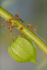 Fototapeta premium red ant action carrying cutleaf groundcherry, wild tomato, camapu, and winter cherry and chocolate fruit on tree branch nest on a green background. Hardworking strong ants (weaver ants)