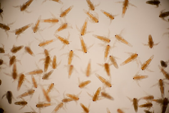 Artemia larvae and egg in light microscope, Artemia plankton under a microscope.	