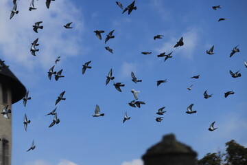 envol de pigeons