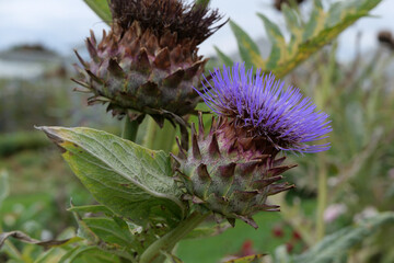 Close up of beautiful purple thistle flower and green foliage - Powered by Adobe