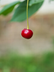 One ripe cherry on a blurry background.  Red berry close-up.
