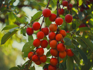 A lot of ripe cherry plum berries on a branch, close-up. Ripe berries.